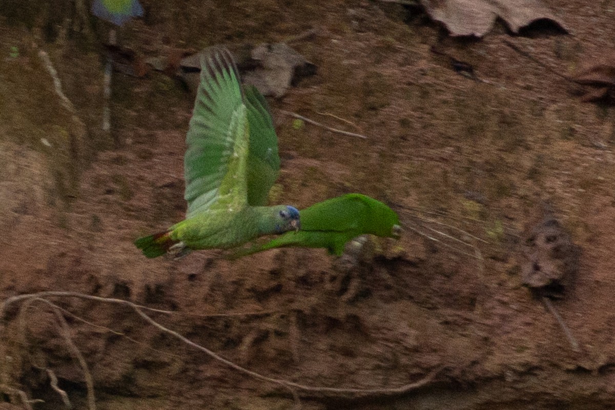 Blue-headed Parrot - Angus Pritchard