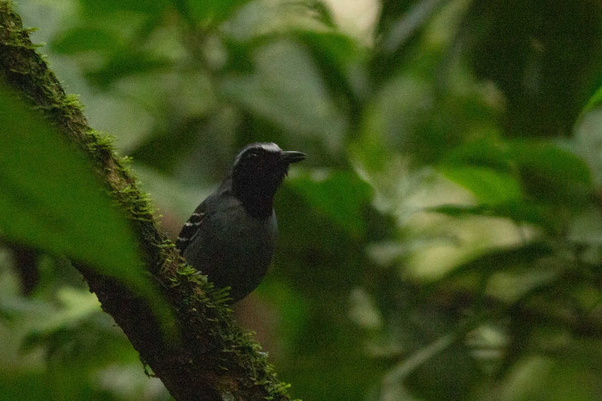 Black-faced Antbird - ML141283461