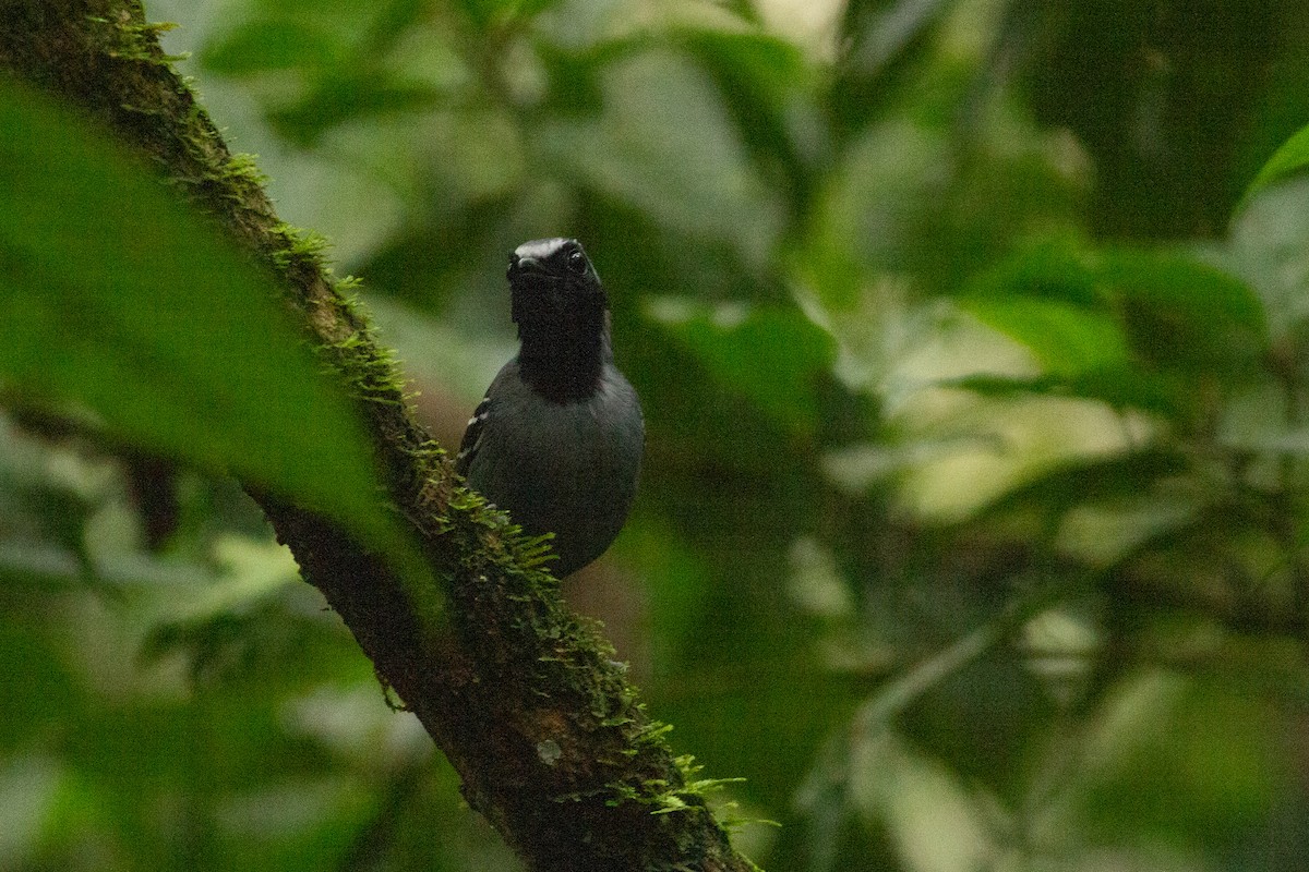 Black-faced Antbird - ML141283471