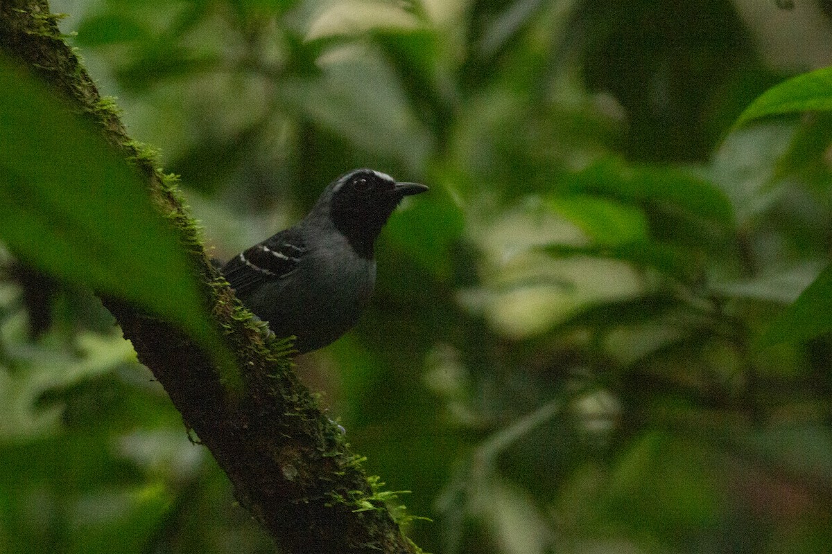 Black-faced Antbird - ML141283481