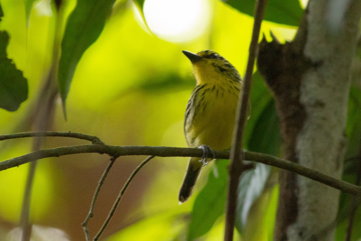 Yellow-browed Antbird - ML141283931