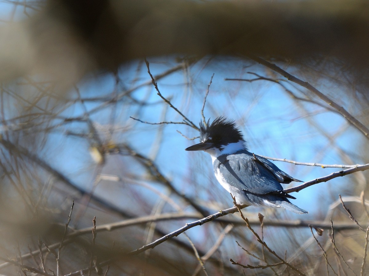Belted Kingfisher - ML141283981