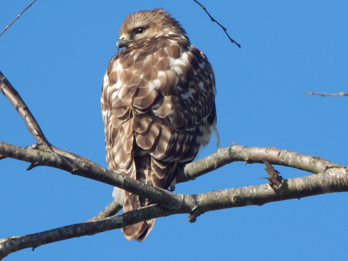 Red-tailed Hawk - ML141285891