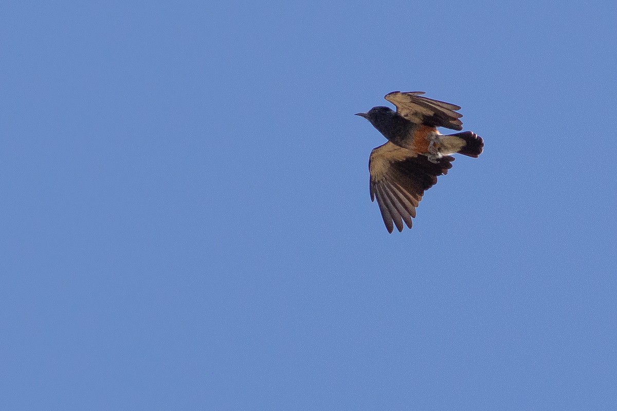 Swallow-winged Puffbird - ML141286491