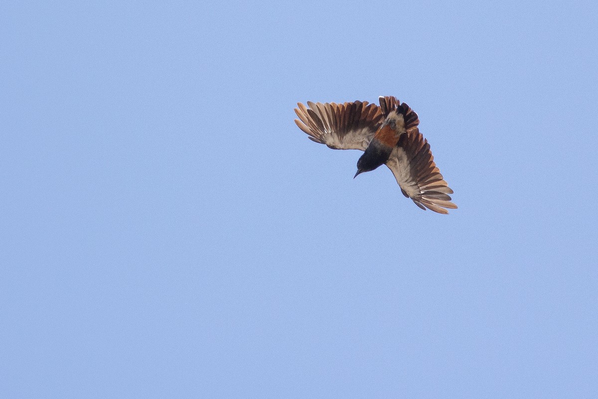 Swallow-winged Puffbird - ML141286541