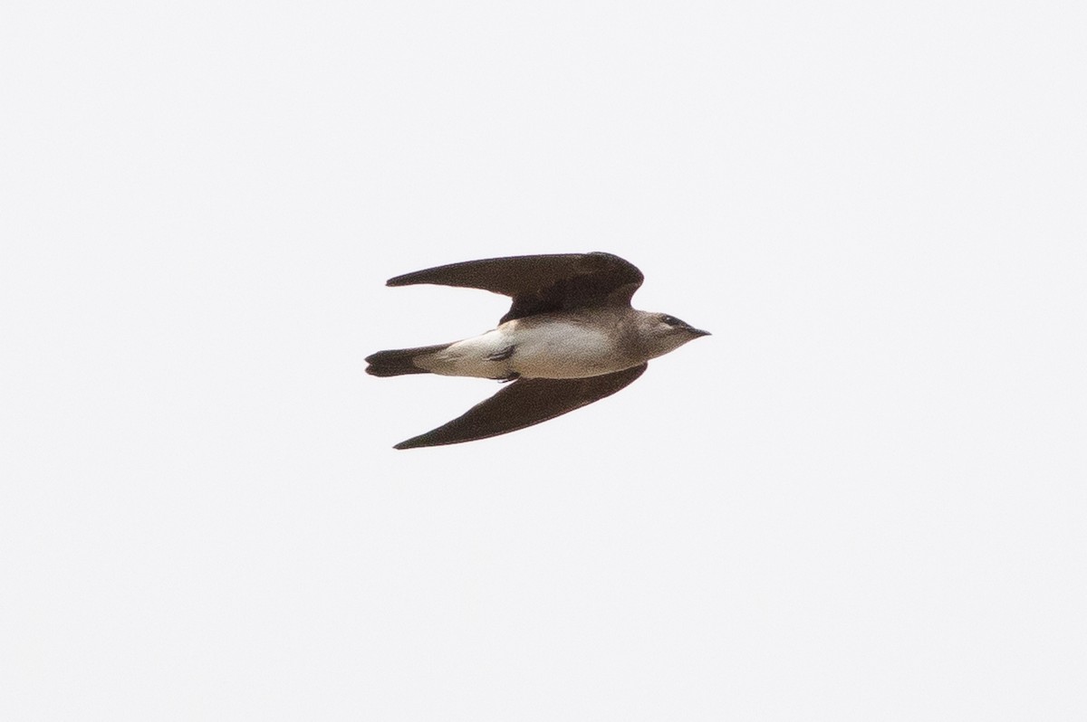 Brown-chested Martin - ML141286631