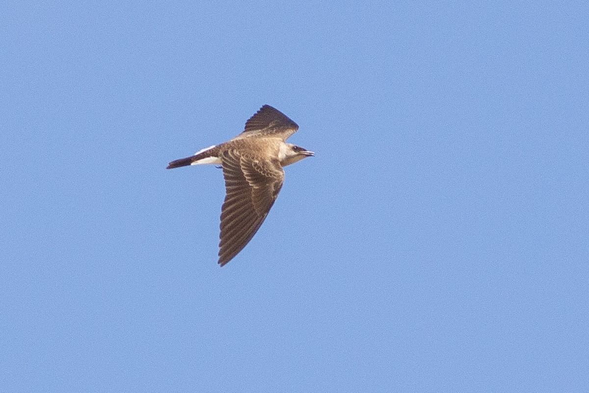 Brown-chested Martin - ML141286651