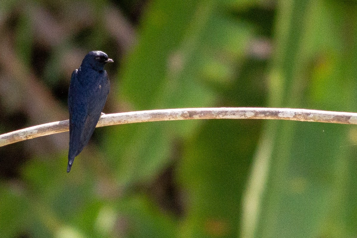 White-banded Swallow - Angus Pritchard