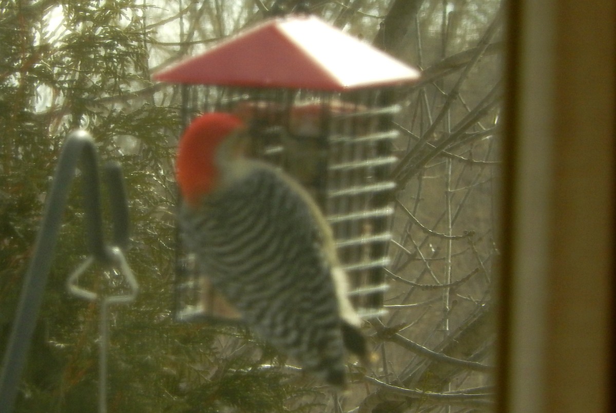Red-bellied Woodpecker - Laura Amundson