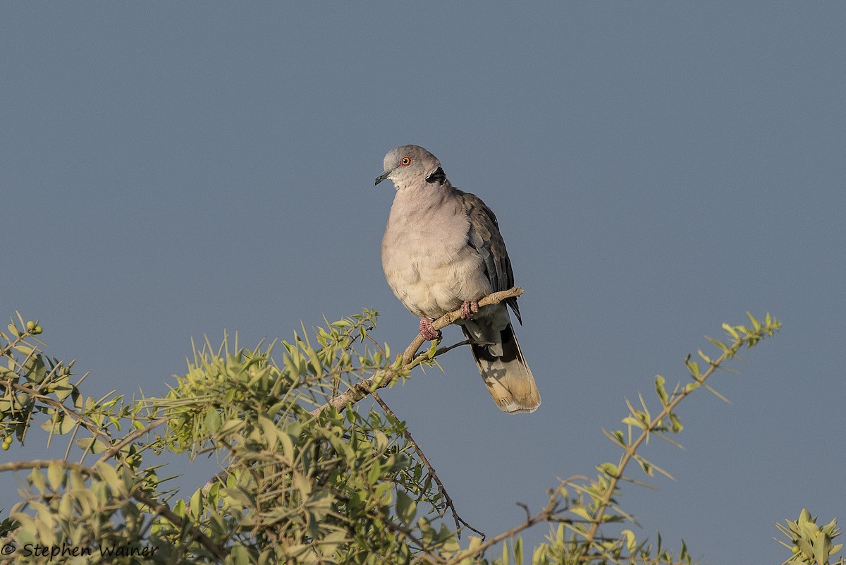 Mourning Collared-Dove - ML141286781