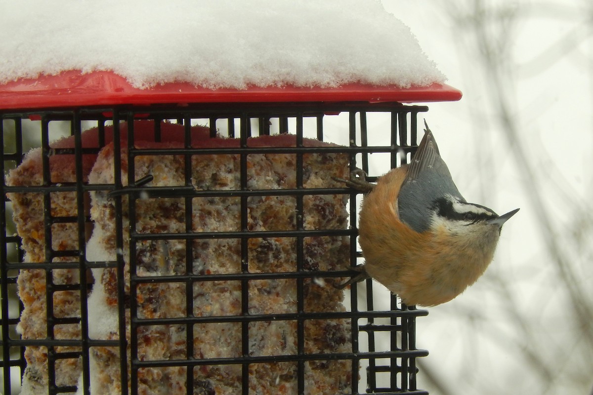 Red-breasted Nuthatch - Laura Amundson