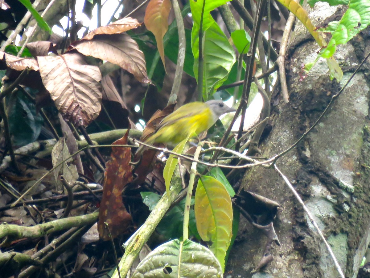 White-shouldered Tanager - ML141286991