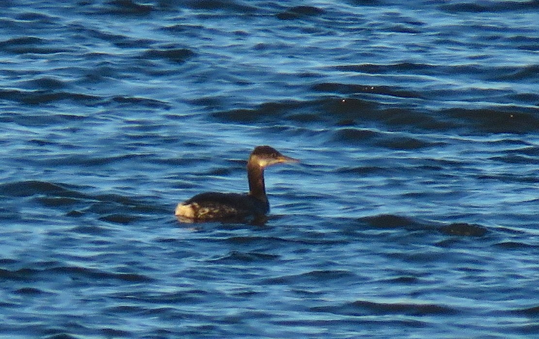 Red-necked Grebe - David Dowell