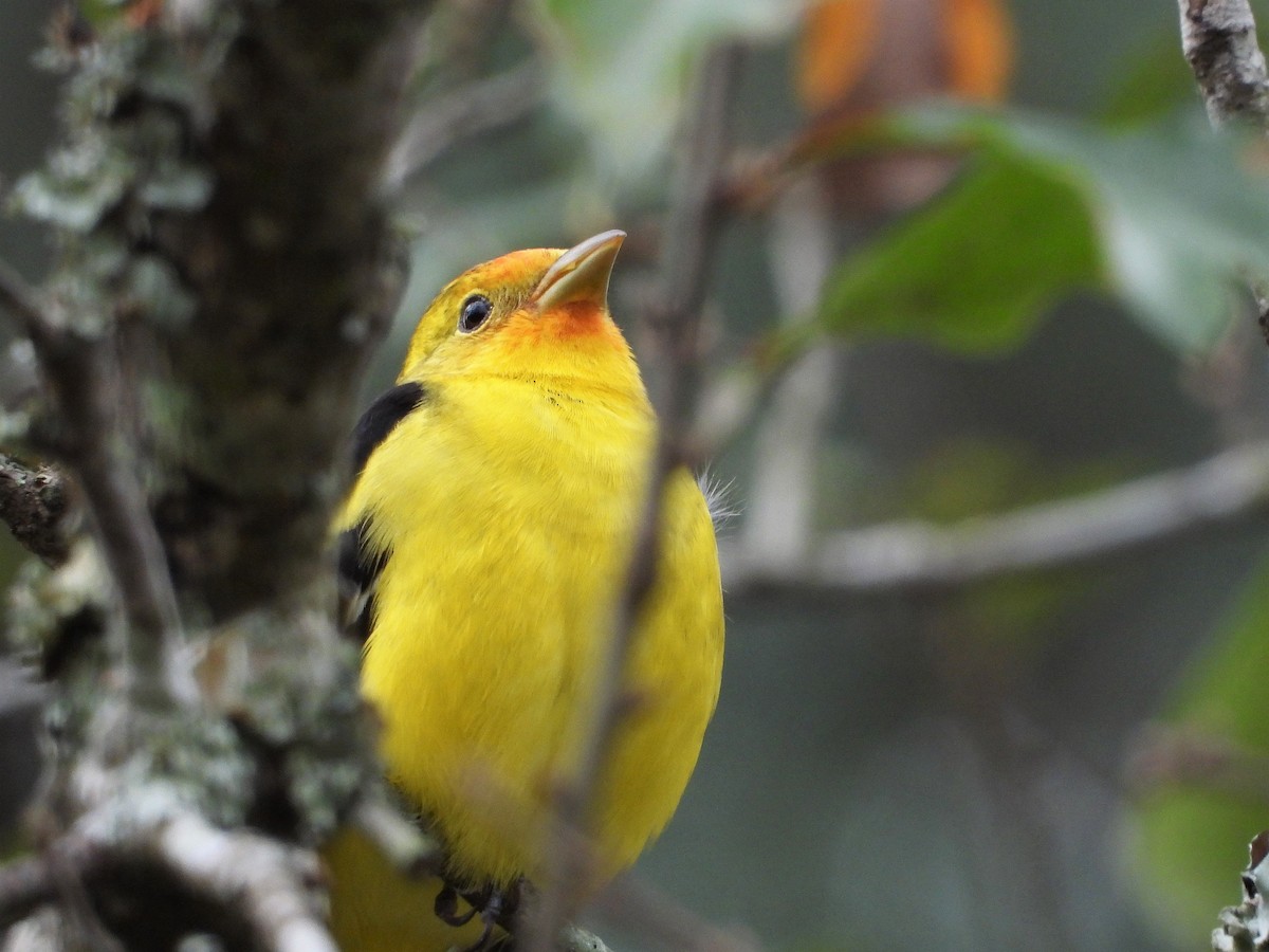 Western Tanager - David W Foster
