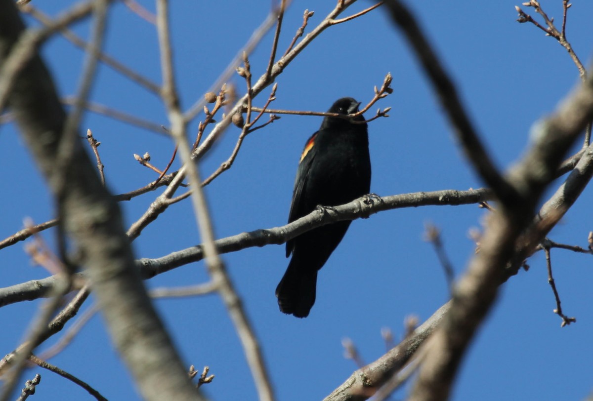Red-winged Blackbird (Red-winged) - Phil Kenny