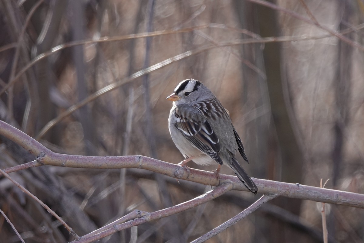 White-crowned Sparrow (Gambel's) - Sara Griffith