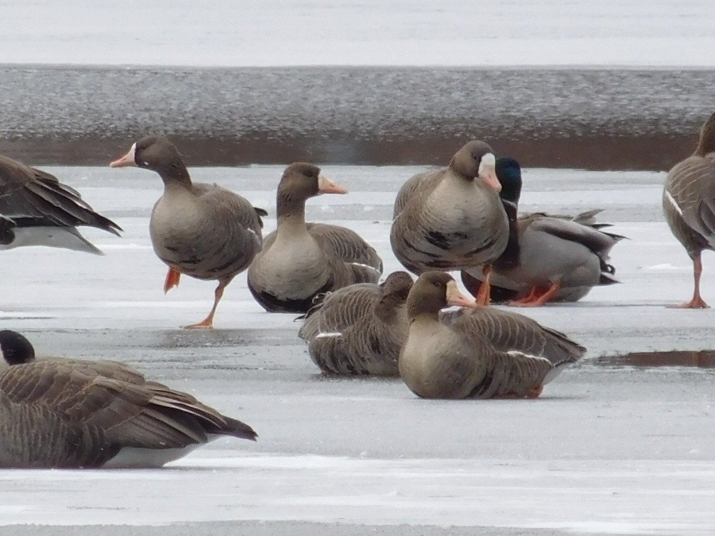 Greater White-fronted Goose - Thomas Mudd