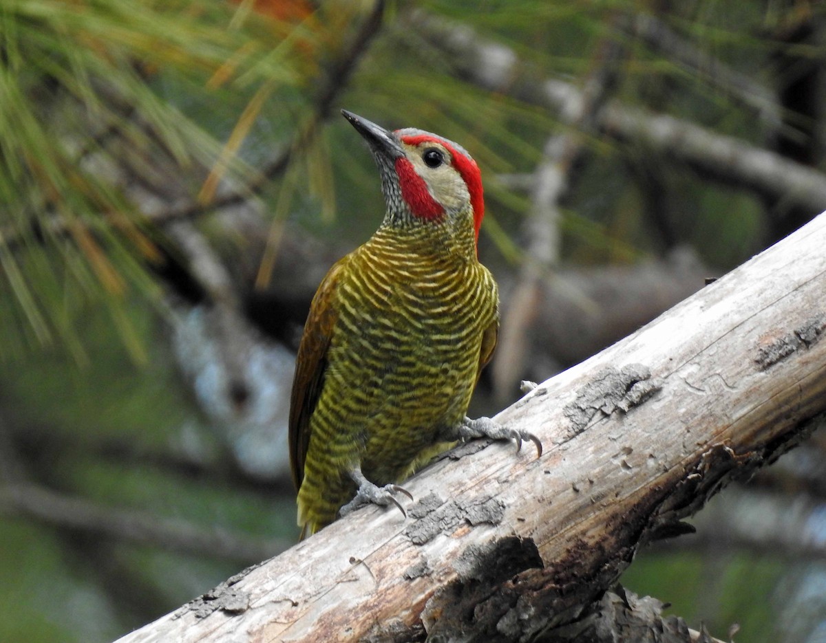 Golden-olive Woodpecker - Danilo Moreno
