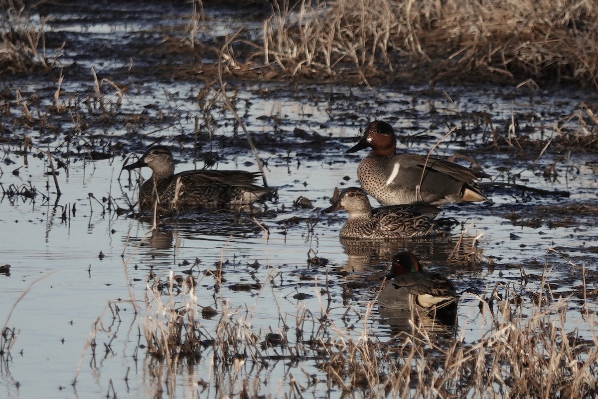 Green-winged Teal - Sara Griffith