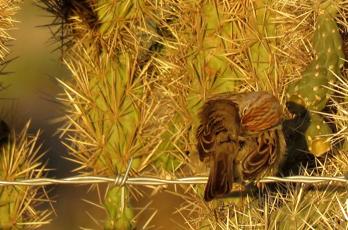 Rufous-winged Sparrow - Ricardo Barrios