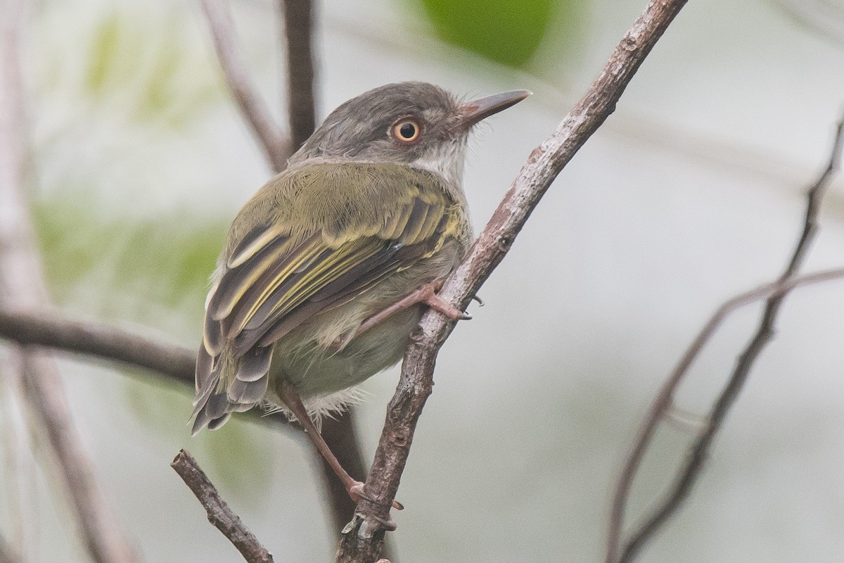 Pearly-vented Tody-Tyrant - Nancy Christensen