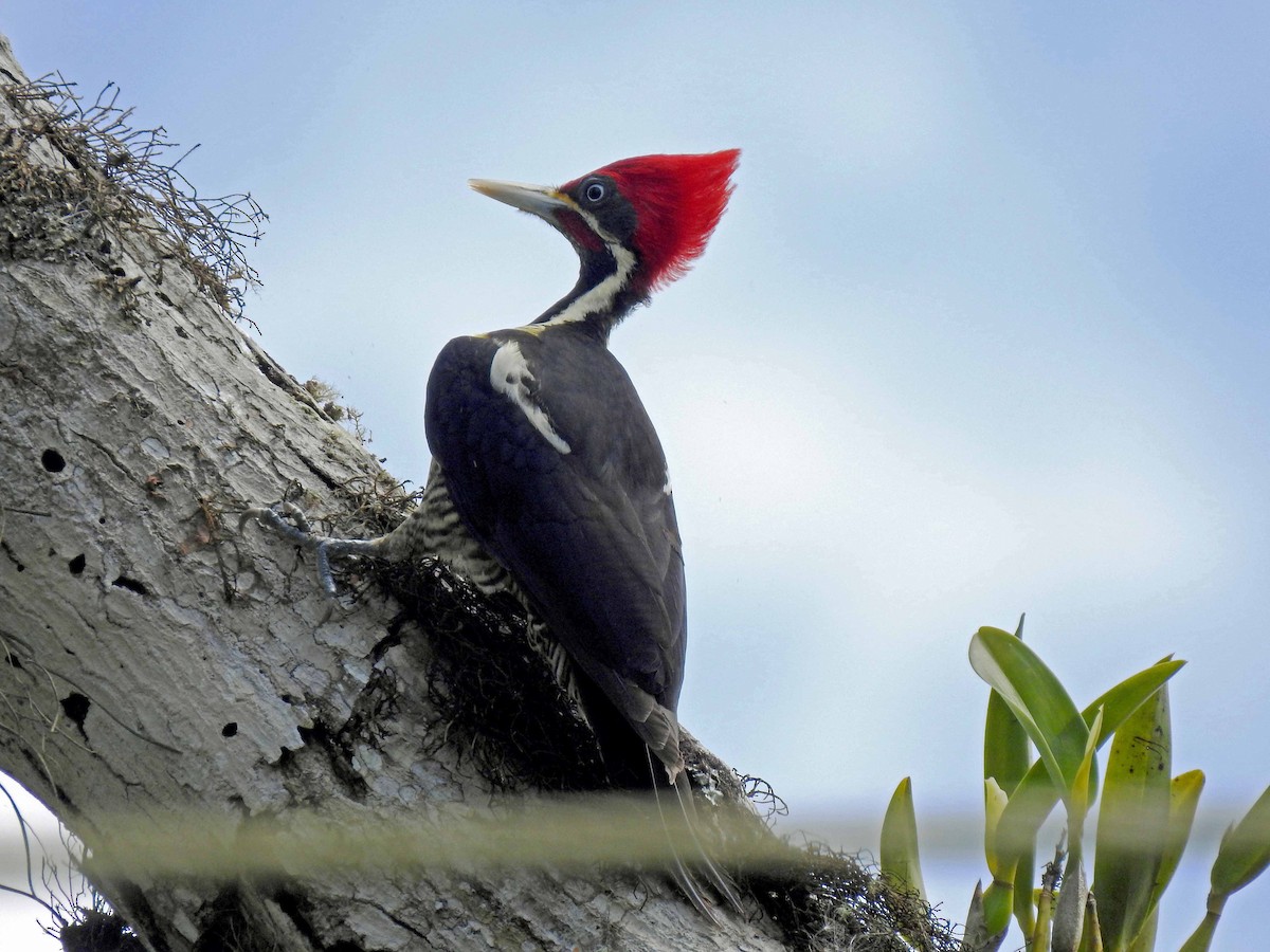 Lineated Woodpecker - Danilo Moreno