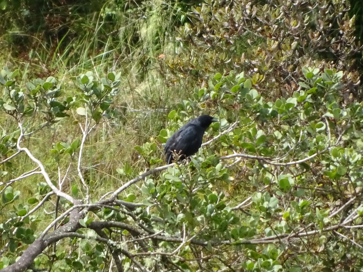 Austral Blackbird - ML141300511