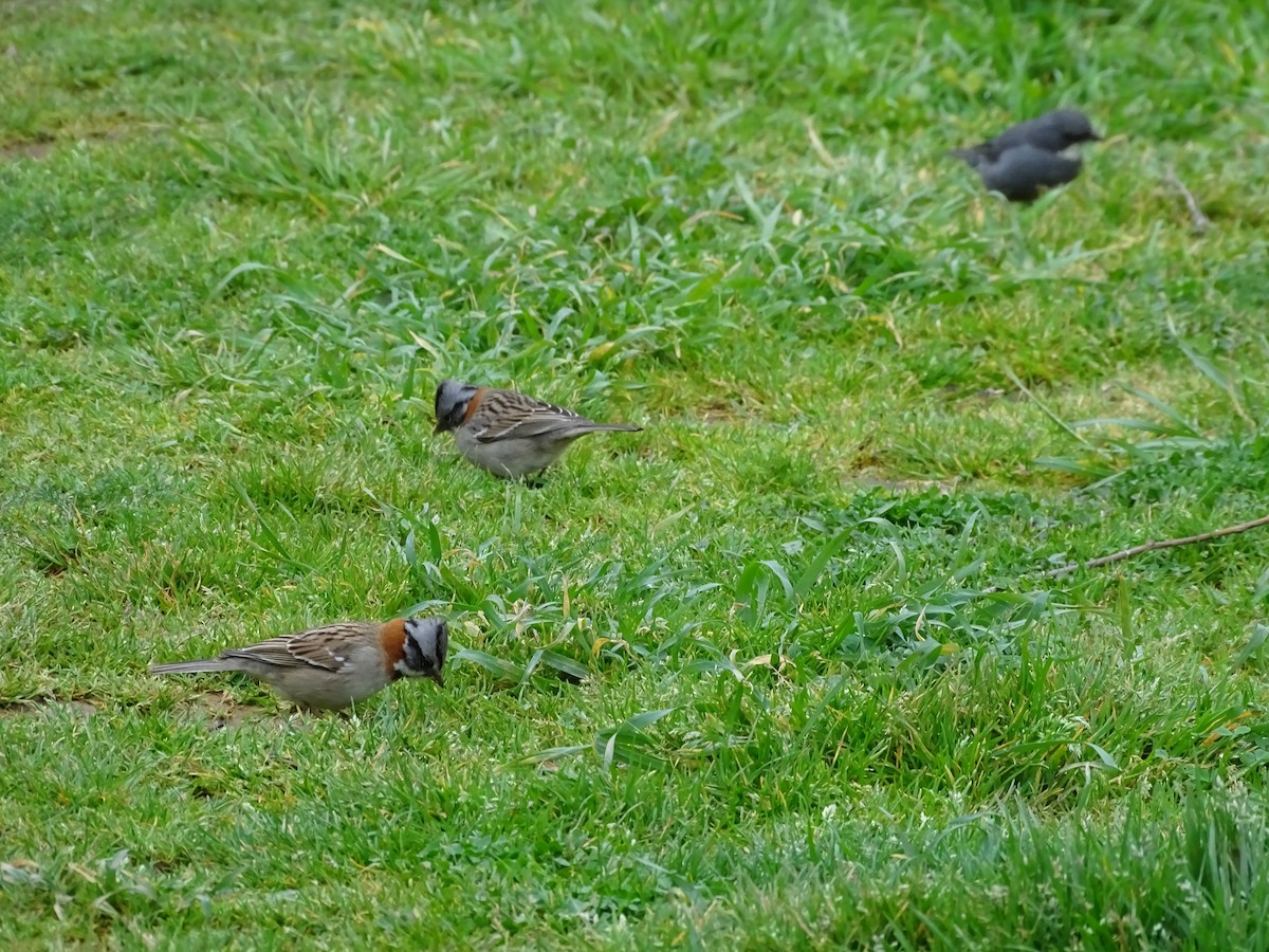 Rufous-collared Sparrow - ML141301101
