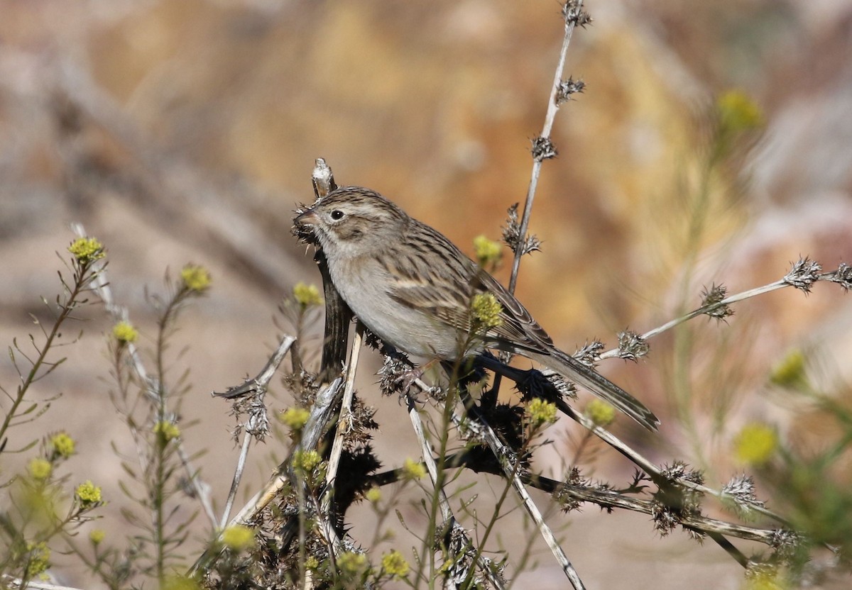 Brewer's Sparrow - Mary Backus