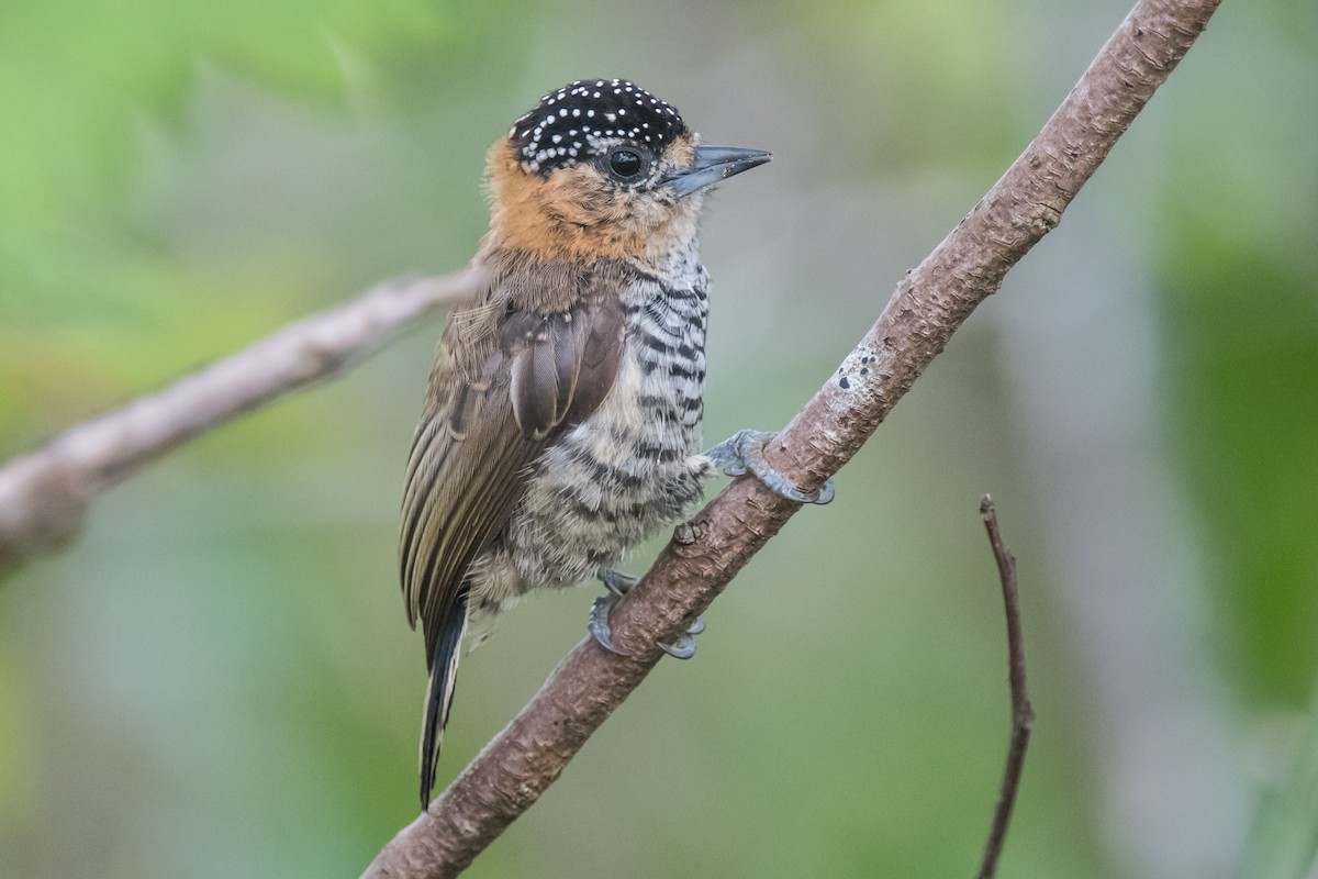Ochre-collared Piculet - ML141302211