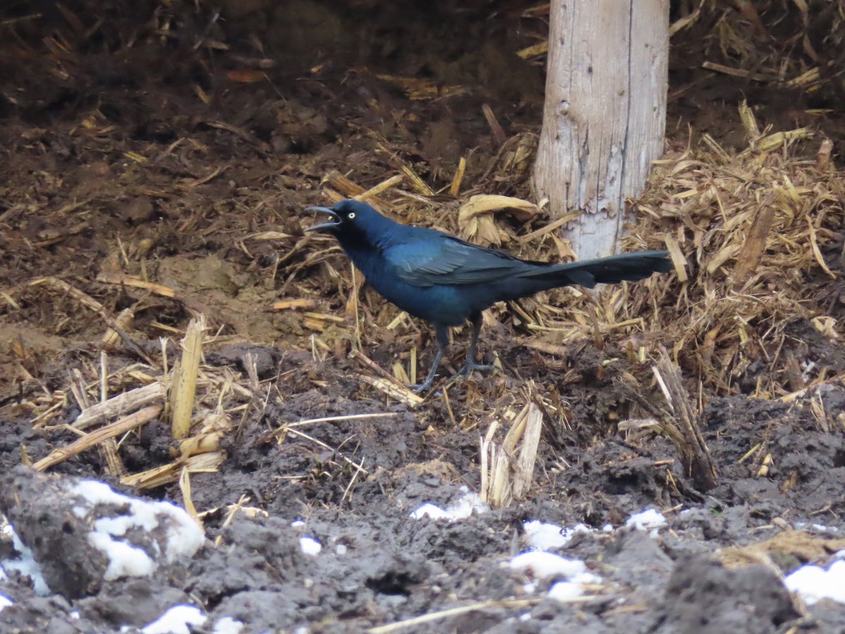 Great-tailed Grackle - Diane Bricmont