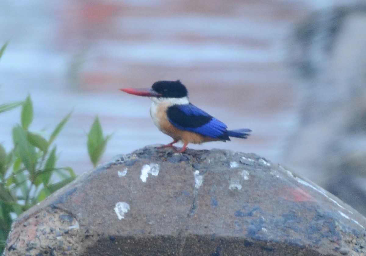 Black-capped Kingfisher - Dipankar Roy