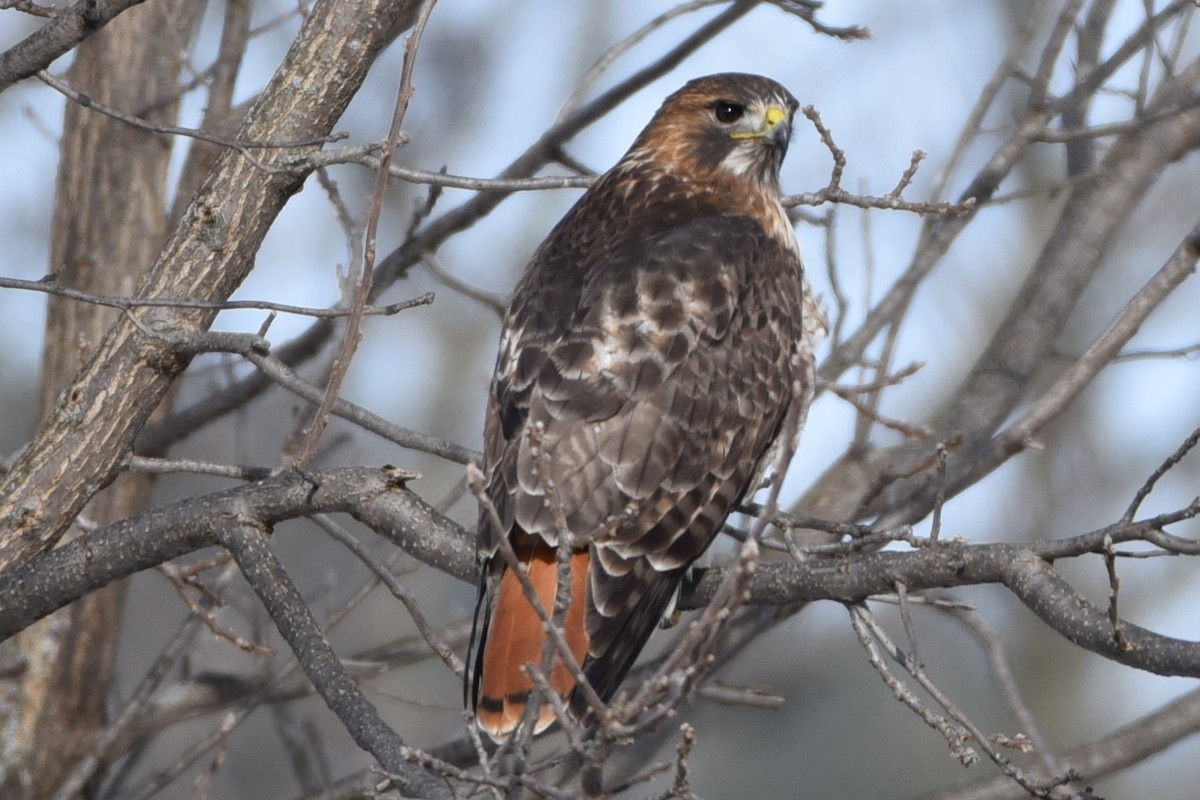 Red-tailed Hawk - Donna Carter