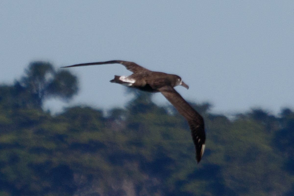 Black-footed Albatross - Meghan Pearson