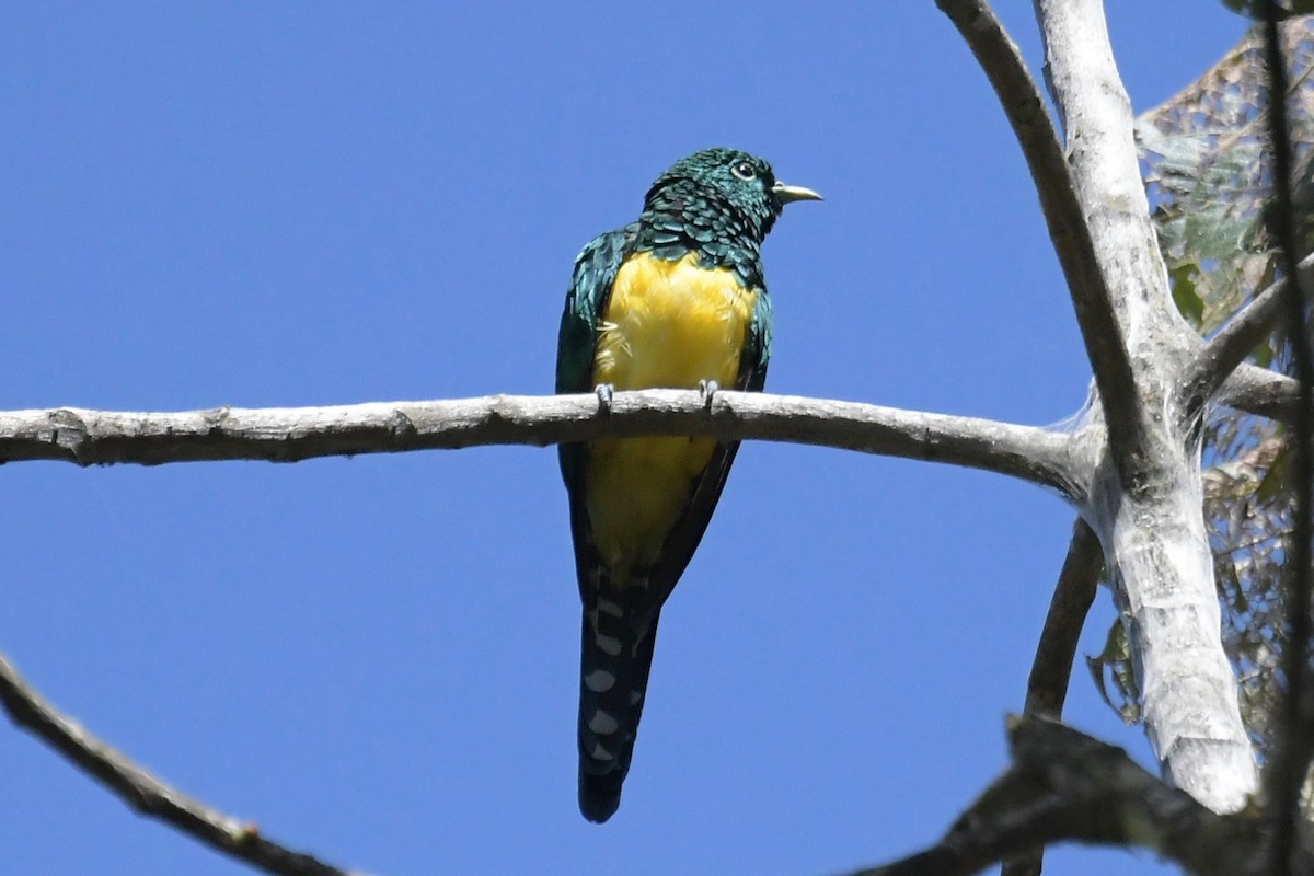 African Emerald Cuckoo - Haynes Miller