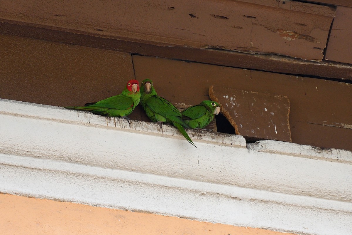 Red-masked Parakeet - Hugh Whelan