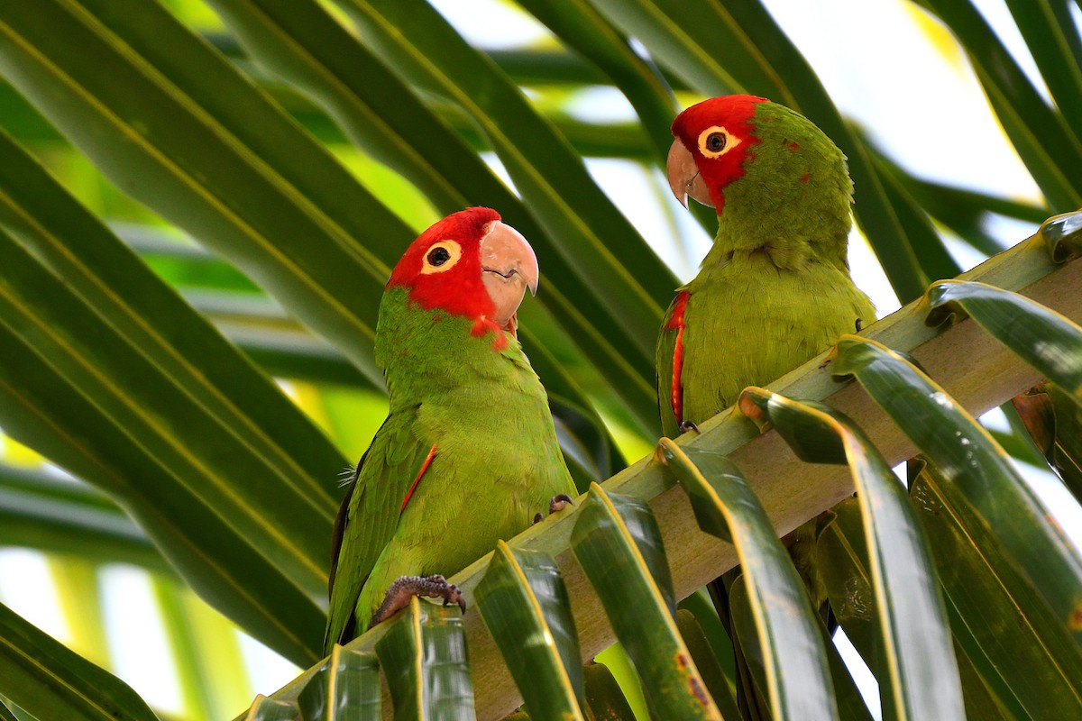 Red-masked Parakeet - Hugh Whelan