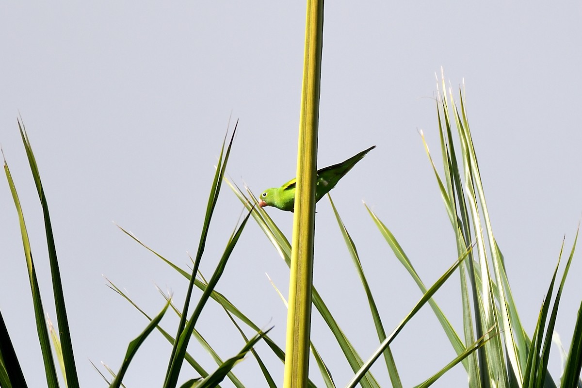 Yellow-chevroned Parakeet - Hugh Whelan