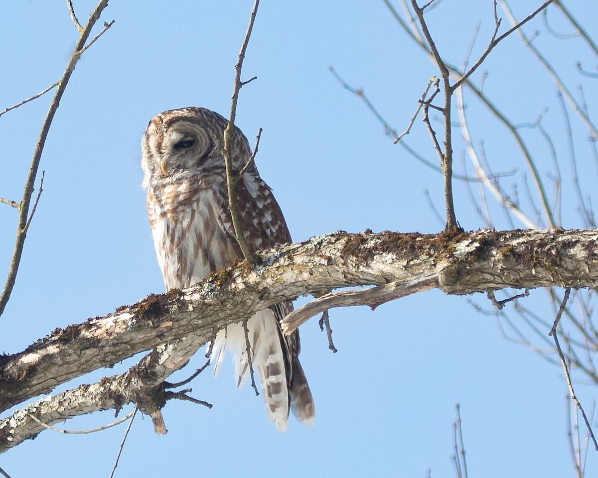 Barred Owl - Michael Foster