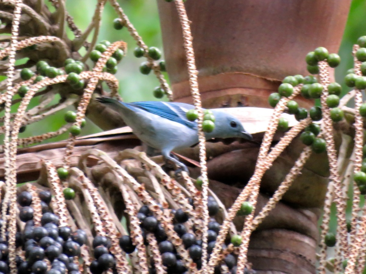Blue-gray Tanager - ML141308811