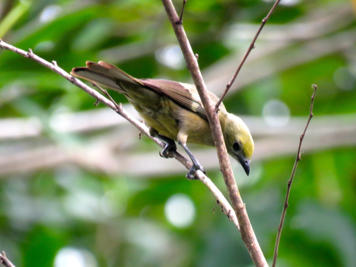 Palm Tanager - ML141309621