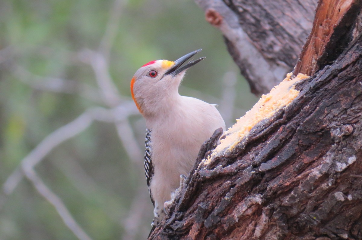 Golden-fronted Woodpecker - Pamela Low