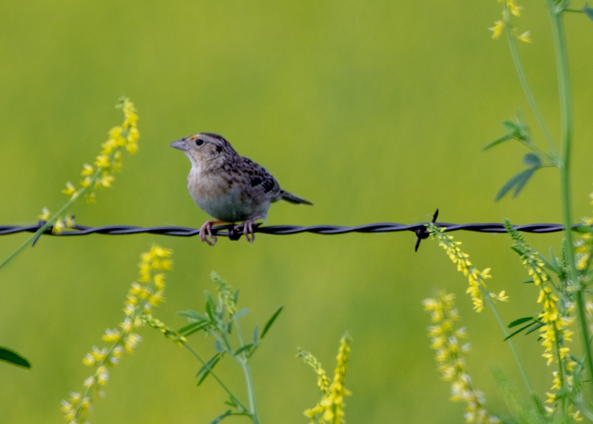 Grasshopper Sparrow - Sherman Garnett