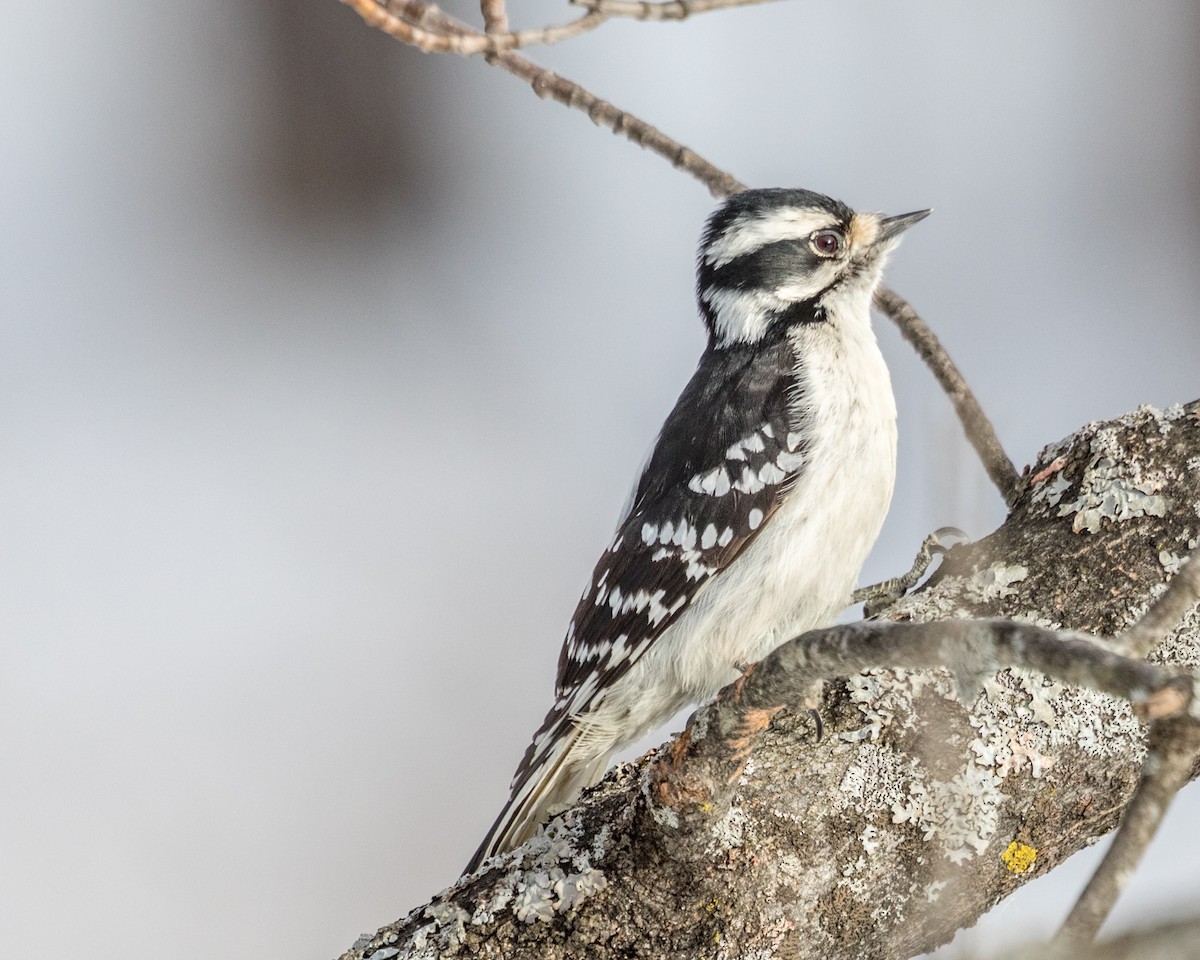 Downy Woodpecker (Eastern) - ML141310641
