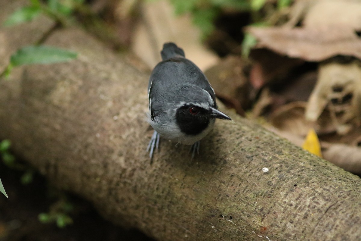 Black-faced Antbird - george parker