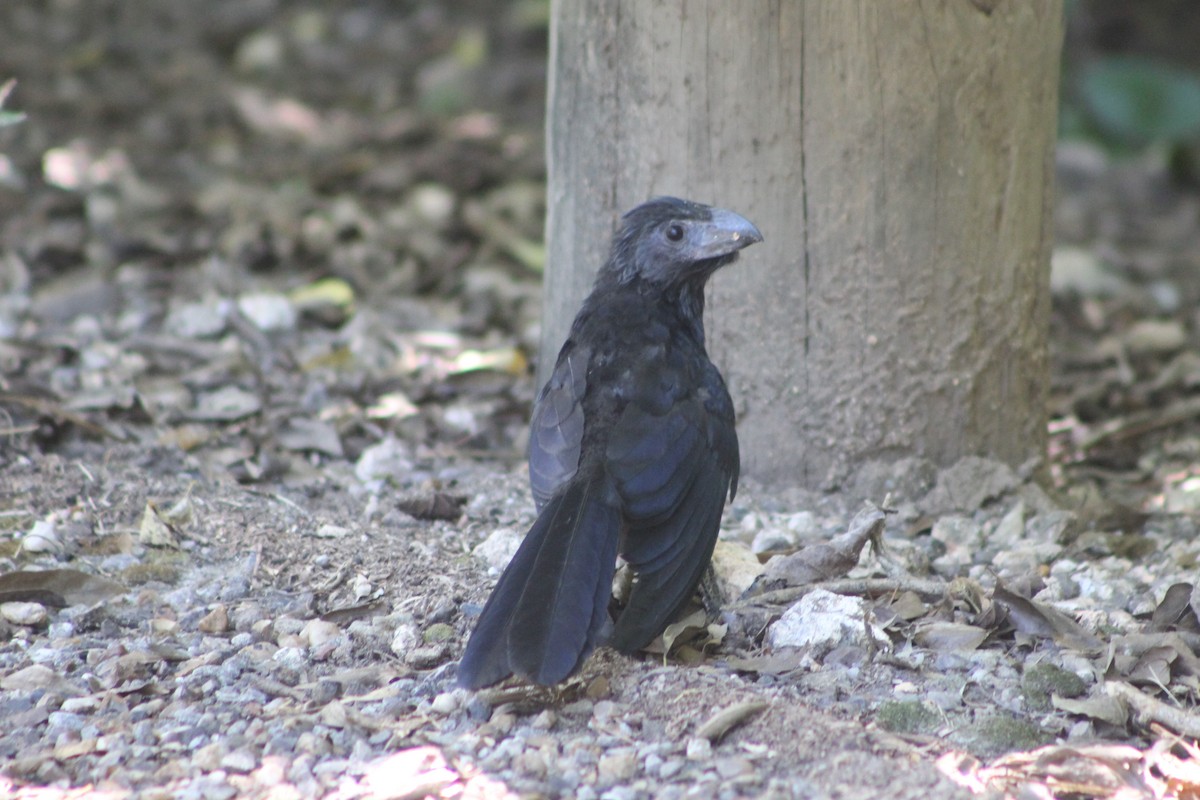 Groove-billed Ani - Anita Meagher