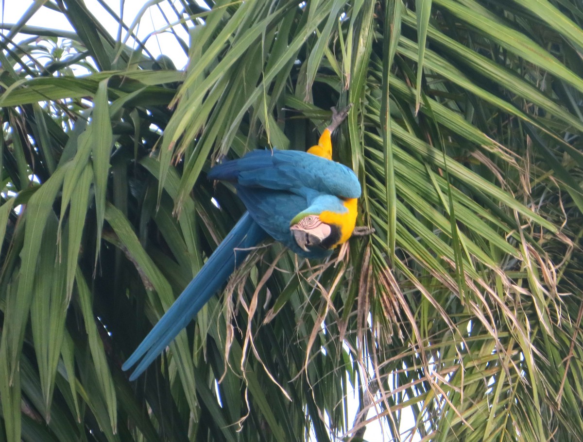 Blue-and-yellow Macaw - Douglas Richard