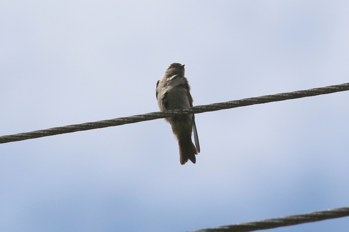 White-thighed Swallow - george parker