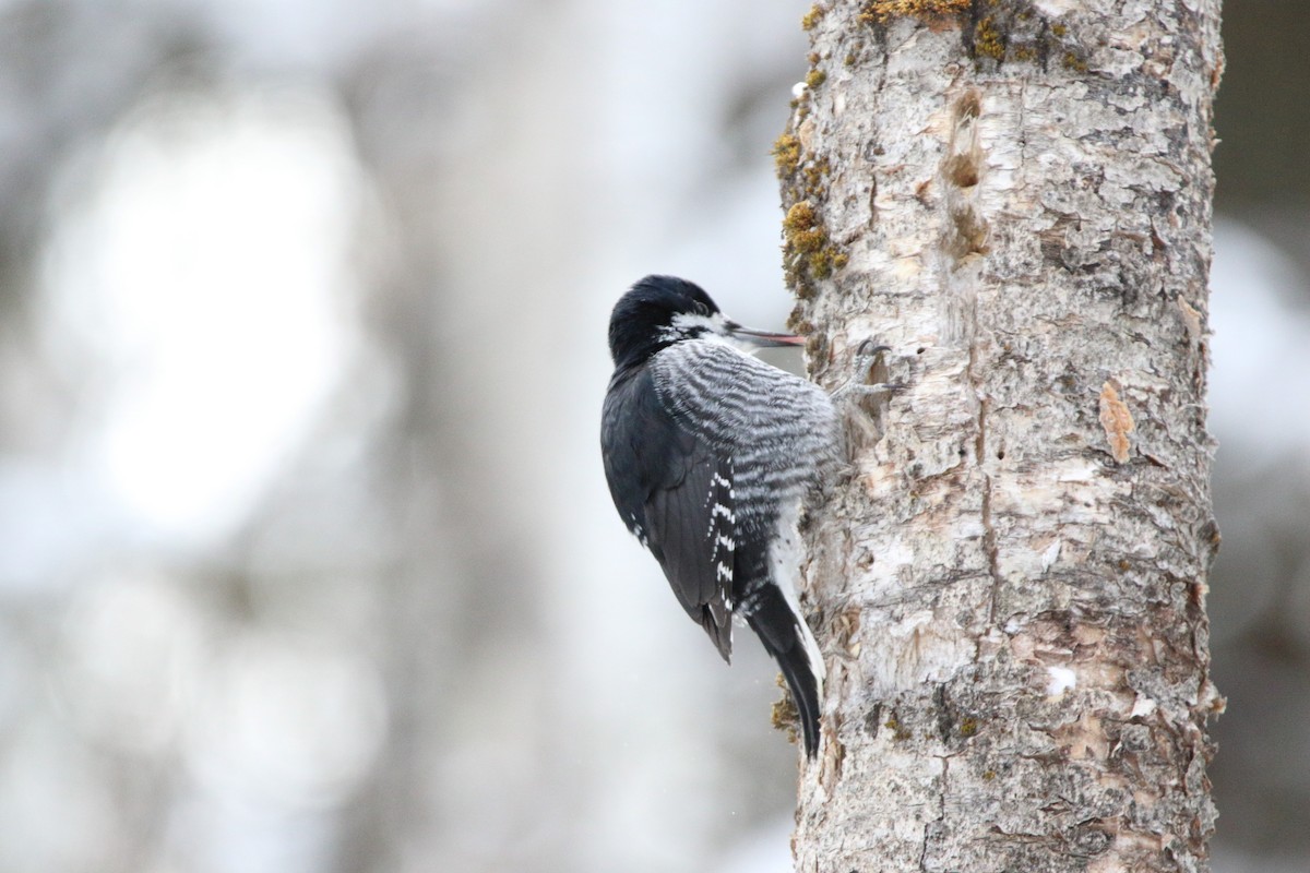 Black-backed Woodpecker - Andrew Elgin