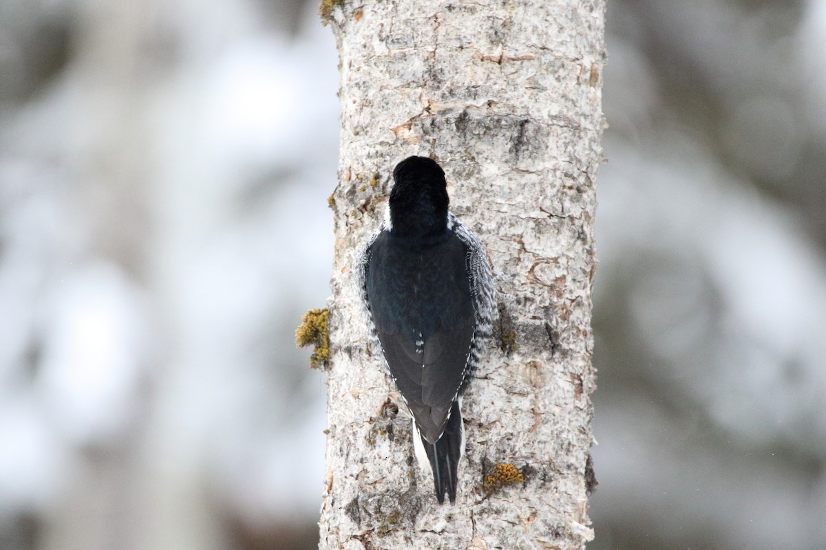 Black-backed Woodpecker - Andrew Elgin